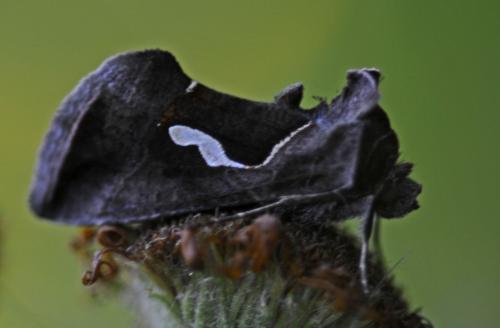 Macdunnoughia confusa